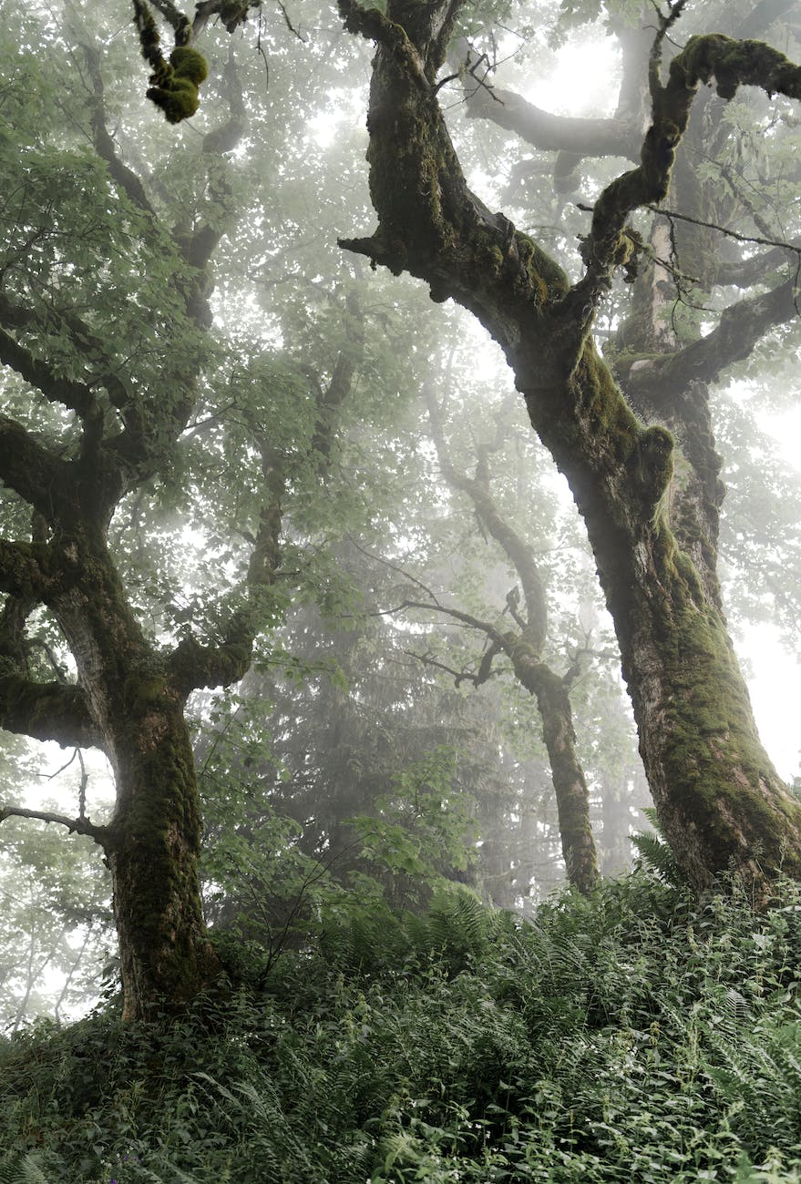 mysterious forest in fog